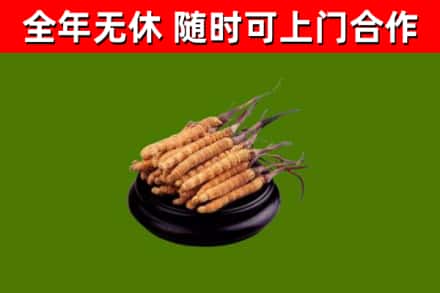 洛江烟酒回收冬虫夏草.jpg